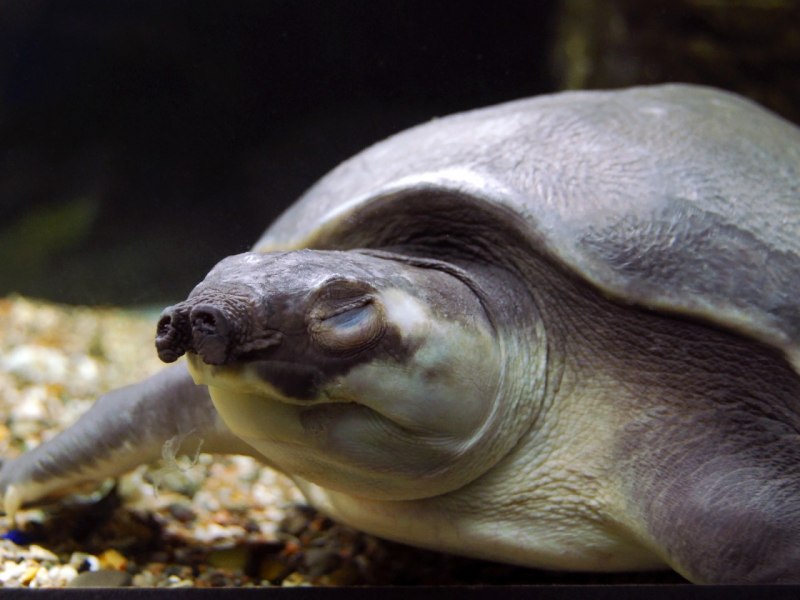 Carettochelys insculpta (двухкоготная, свинорылая черепаха)