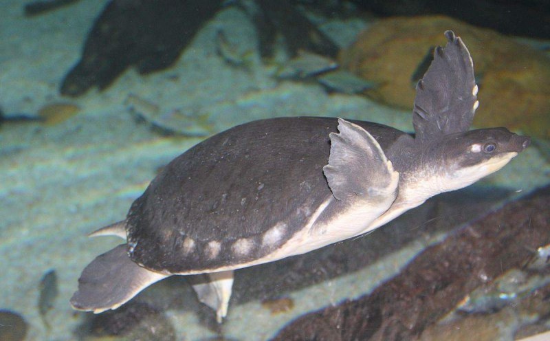 Carettochelys insculpta (двухкоготная, свинорылая черепаха)