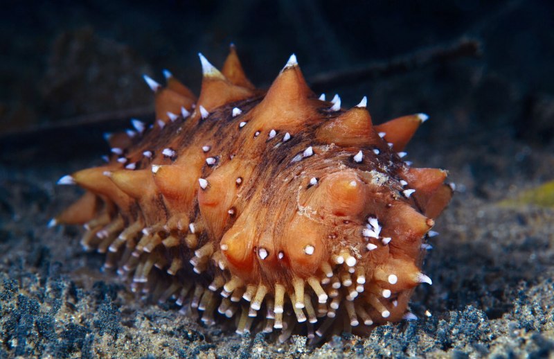 Дальневосточный трепанг (apostichopus japonicus)