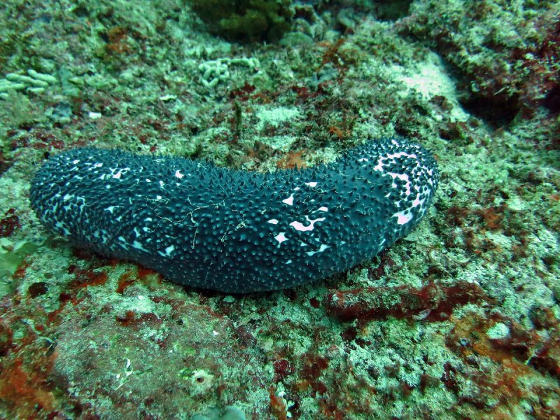Морской огурец Баренцевого моря