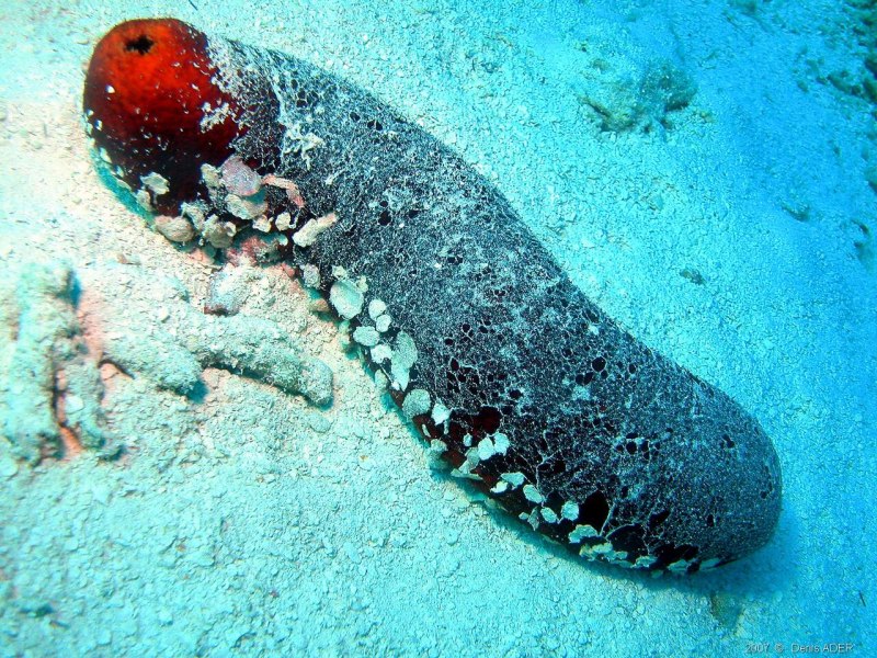 Морской огурец окаменелость
