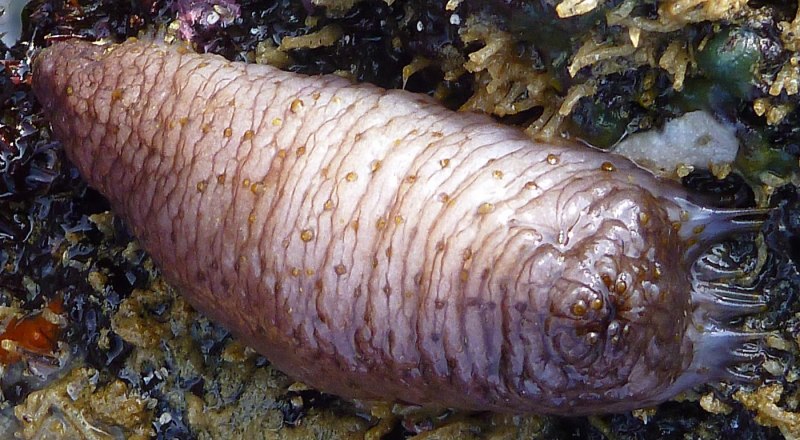 Морская свинья голотурия