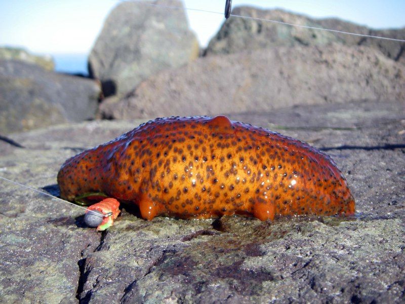 Морские огурцы и жабки