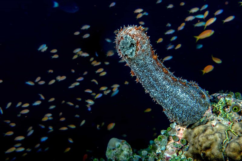 Энтойкия морской огурец