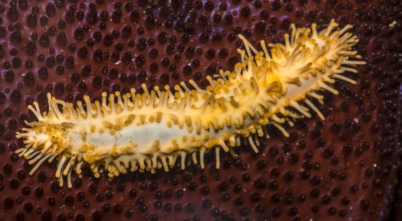 Голотурия Dendrochirotida