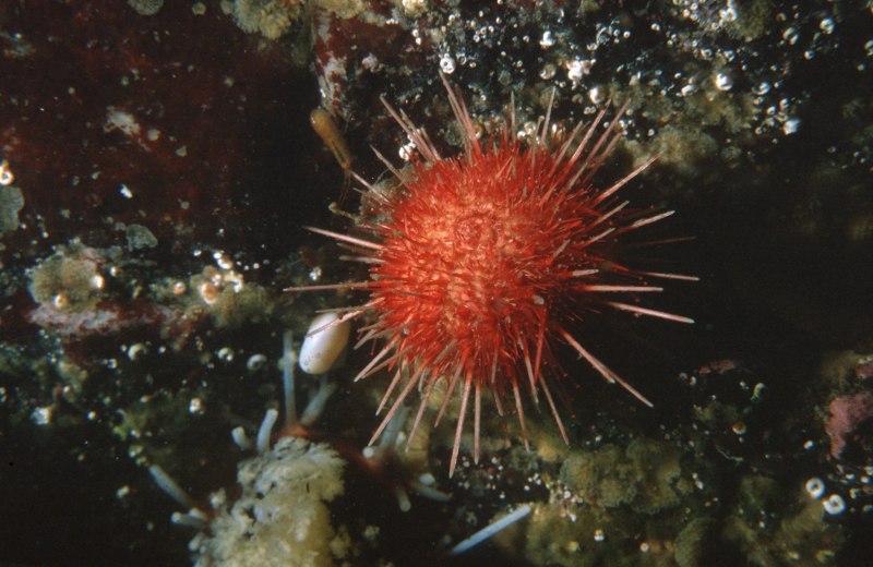 Sterechinus neumayeri