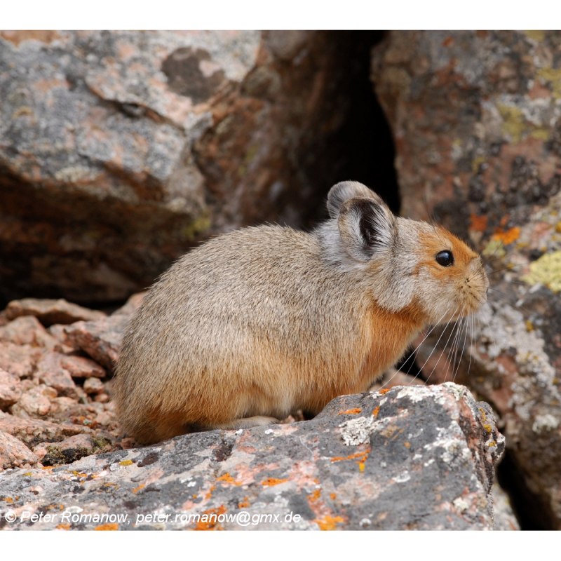 Ochotona Rutila
