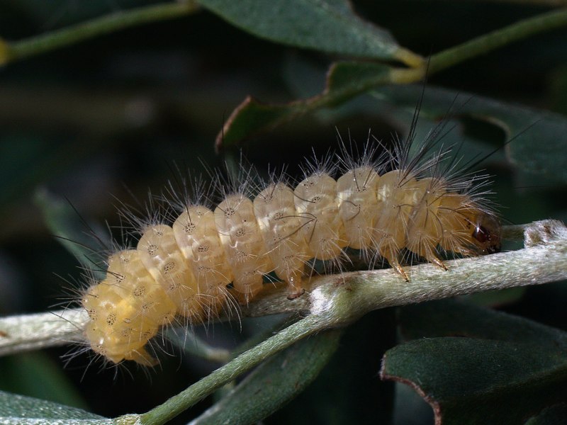 Spilarctia lutea