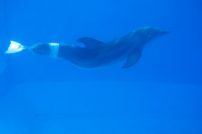 Beach Belle Dolphin
