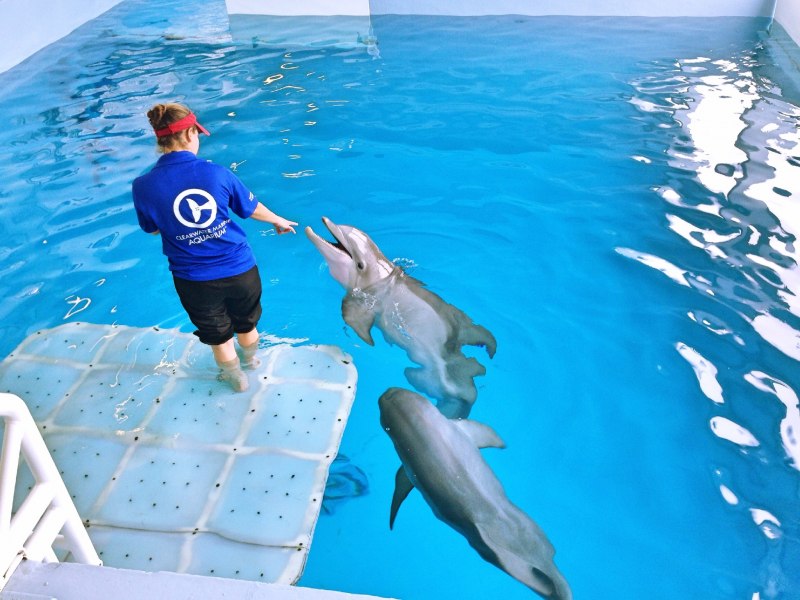 История дельфина Dolphin Tale, 2011