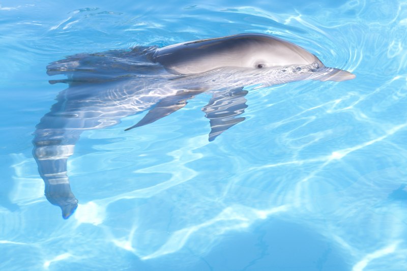 История дельфина Dolphin Tale, 2011