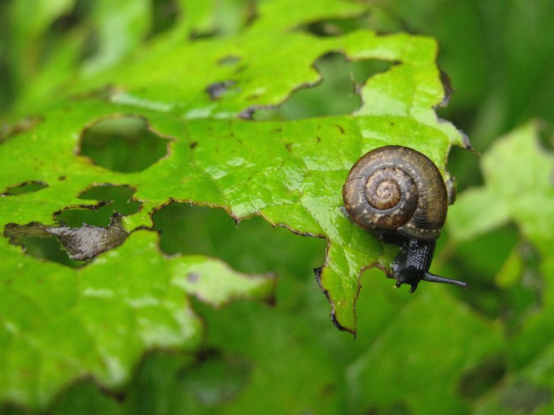 Arianta arbustorum улитка