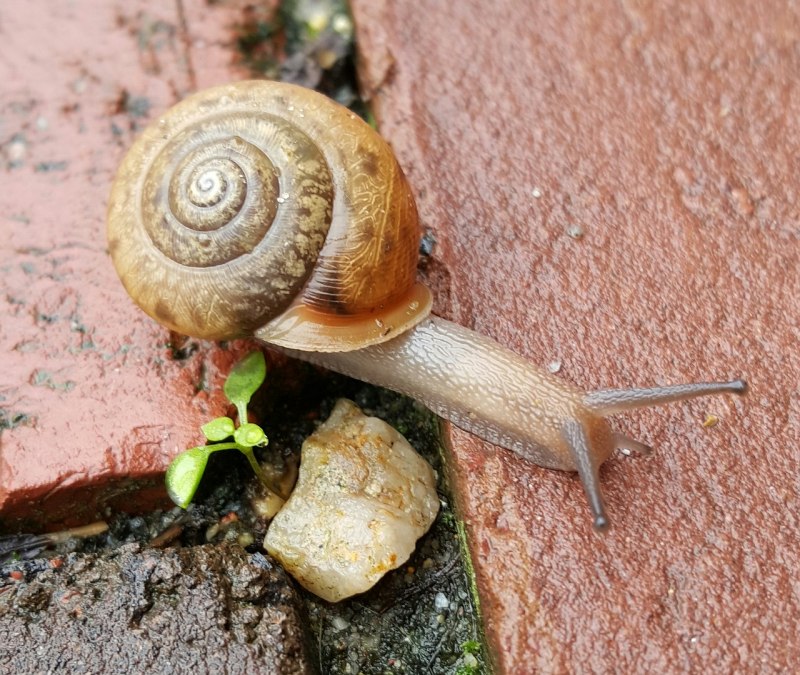 Улитка большая обыкновенная Helix albescens