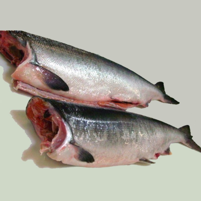 Чавыча (Oncorhynchus tschawytscha)