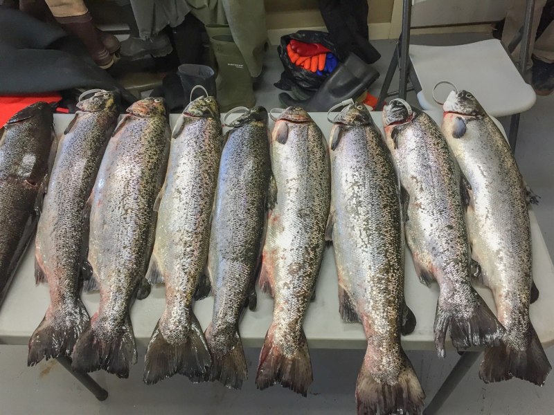 Salmo Salar рыба