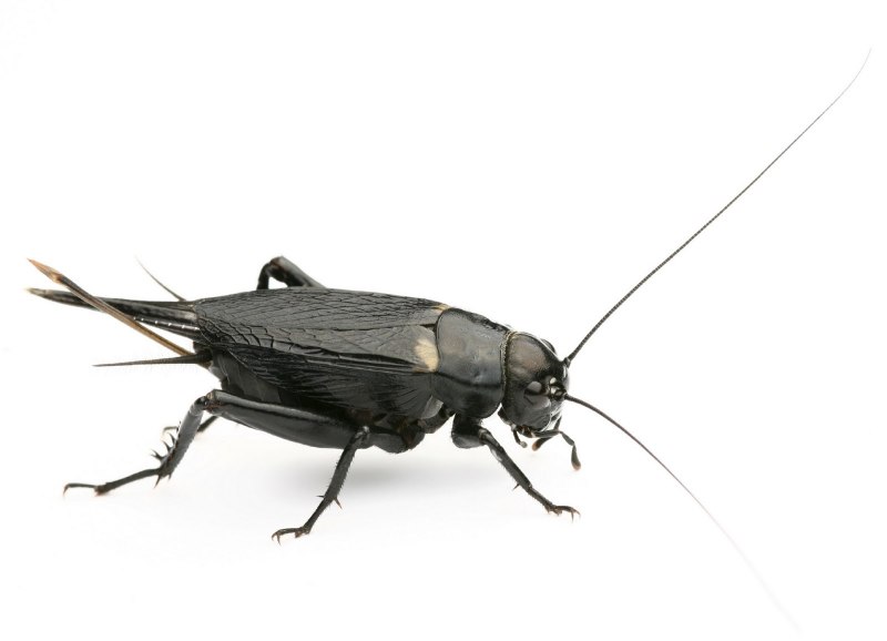 Банановый сверчок (Gryllus assimilis)