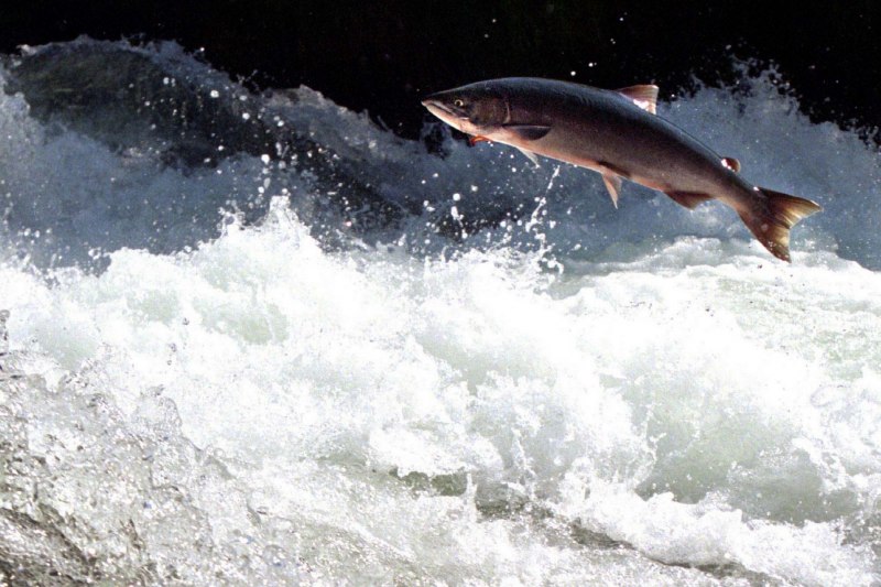 Кижуч (Oncorhynchus kisutch)