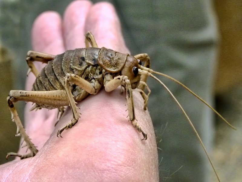 Myrmecophilus acervorum