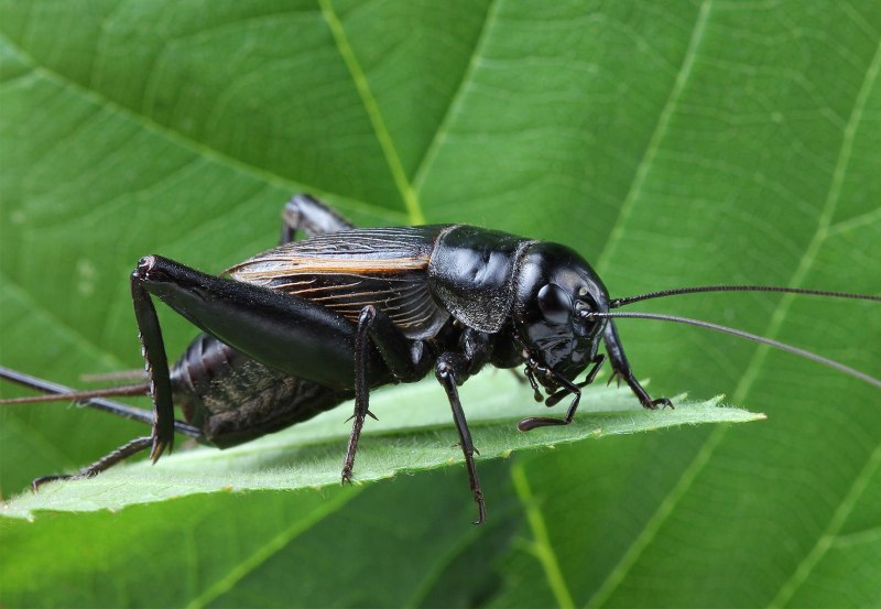 Gryllus Campestris Linnaeus, 1758)