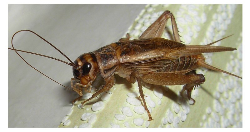 Modicogryllus frontalis сверчок