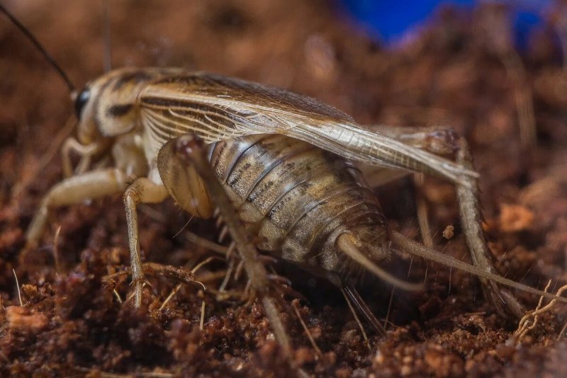 Радужный кузнечик Dactylotum bicolor