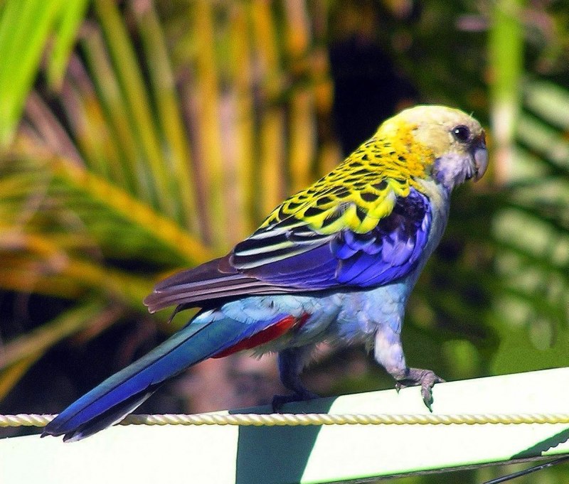 Розелла бледноголовая (Platycercus adscitus)