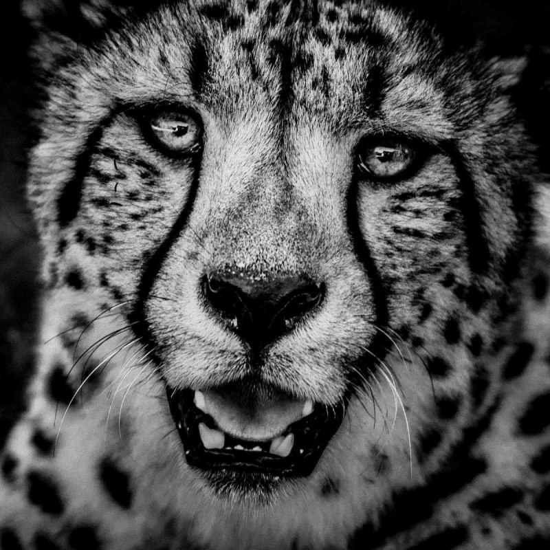 Nick Brandt фотограф