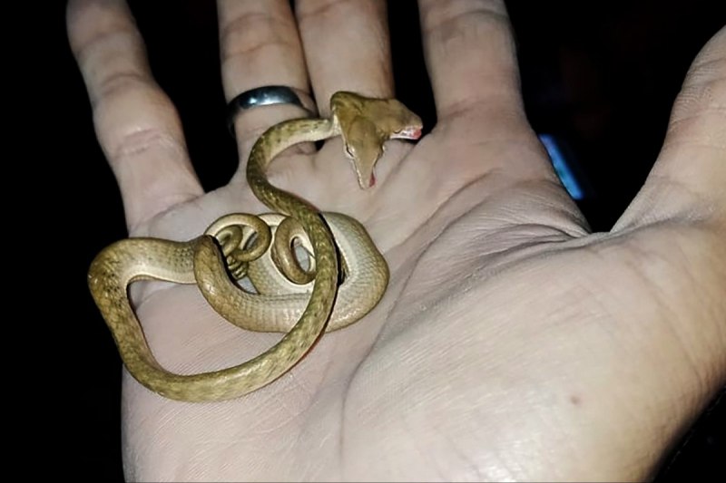 Лучистая змея Xenopeltis Unicolor