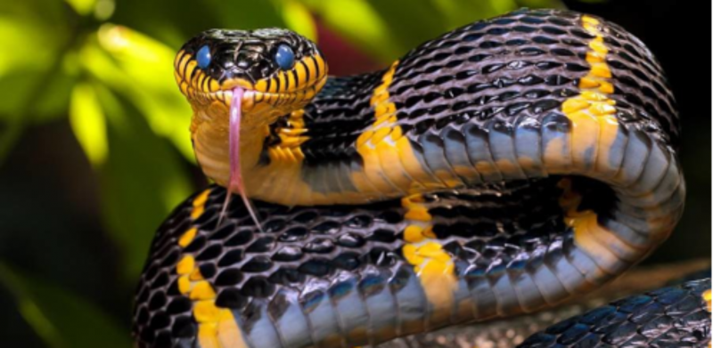 Xenopeltis Unicolor