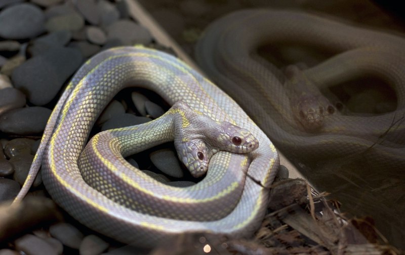 Lampropeltis California
