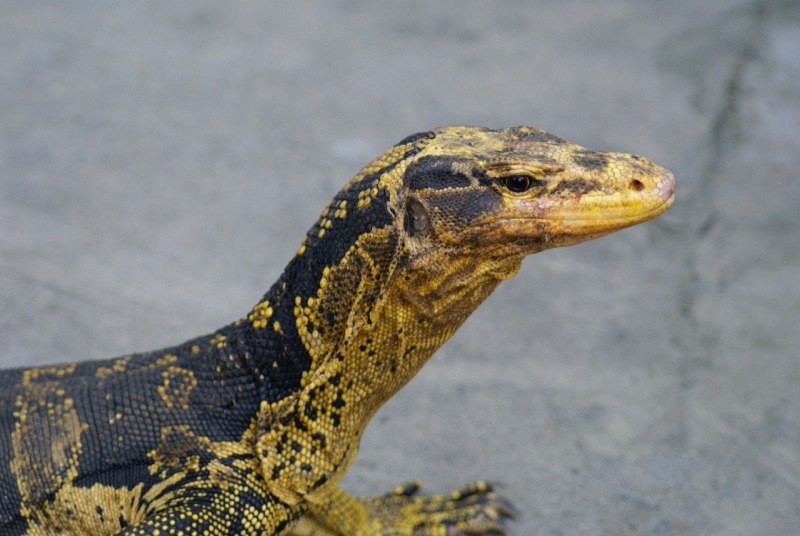 Varanus Salvator bivittatus