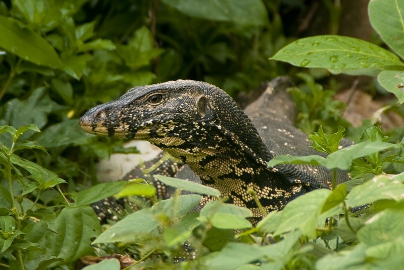 Варан Water Monitor