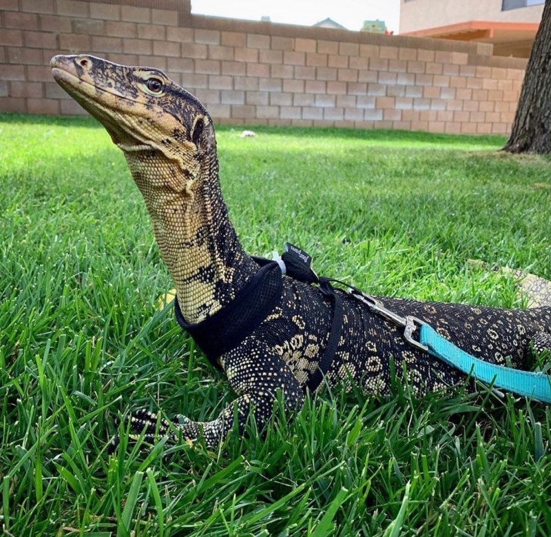 Varanus Salvator macromaculatus