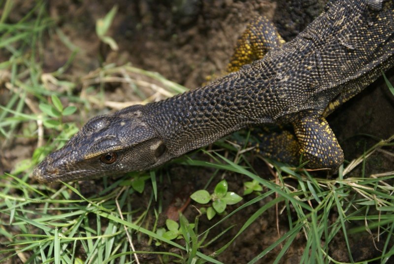 Varanus Salvator