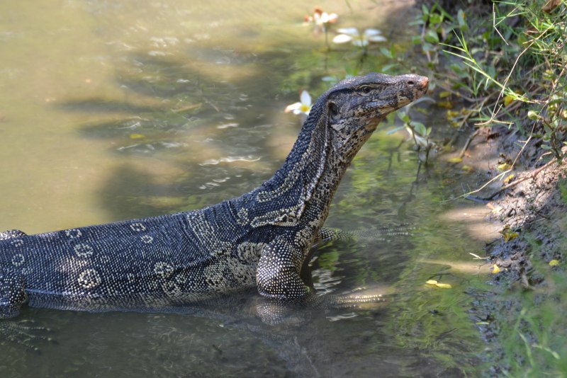 Варан Water Monitor