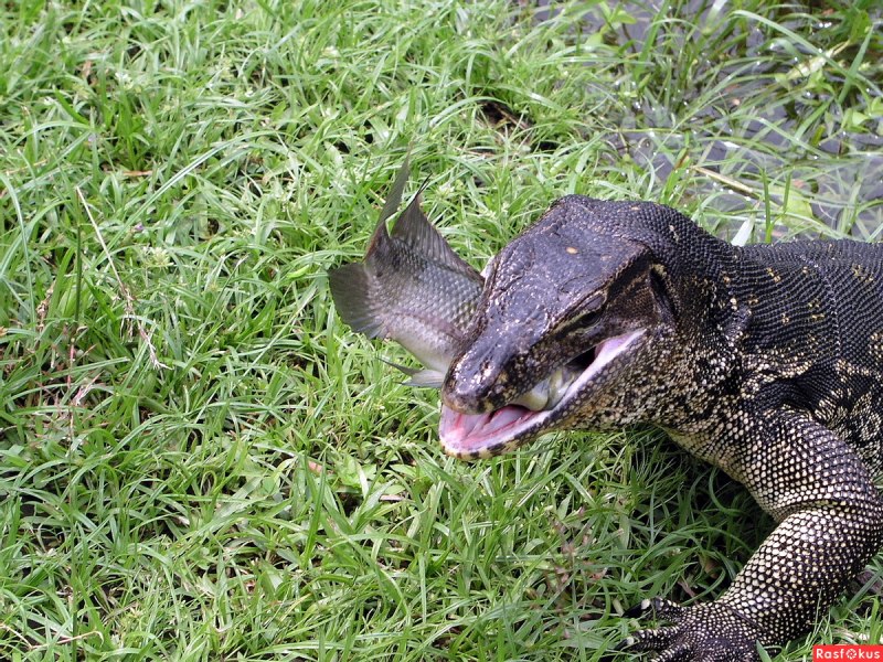 Water Monitor ящерица