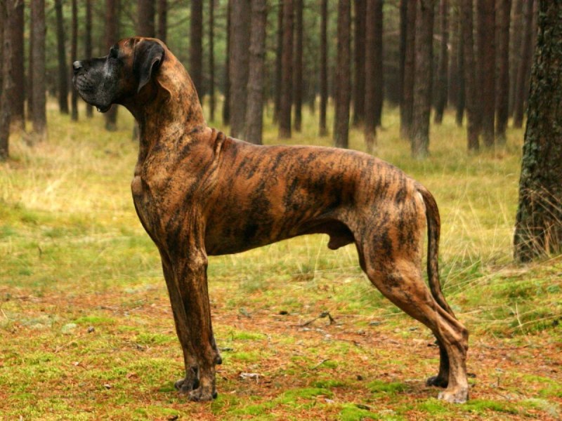Алано Эспаньол черный
