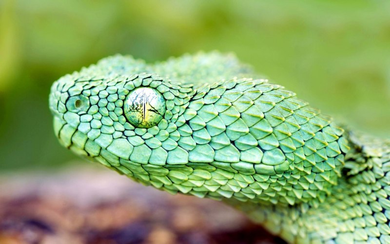 Кустарниковая гадюка (Atheris