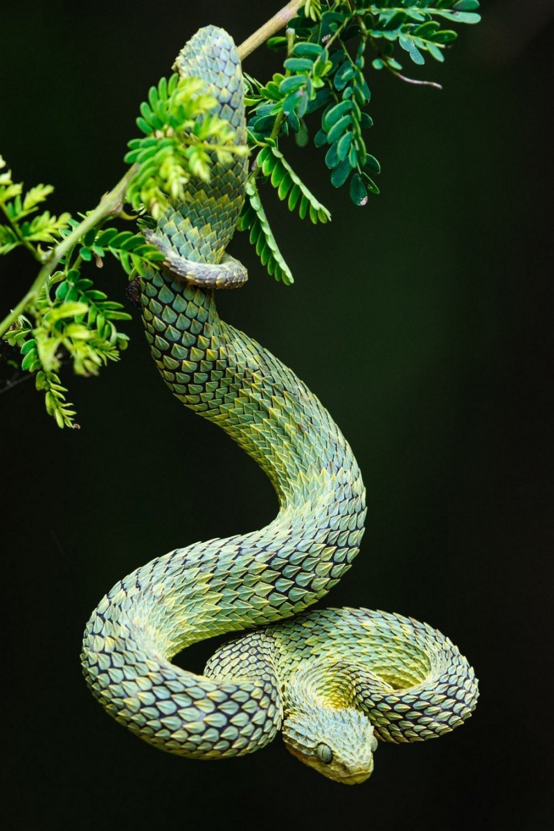 Кустарниковая гадюка (Atheris