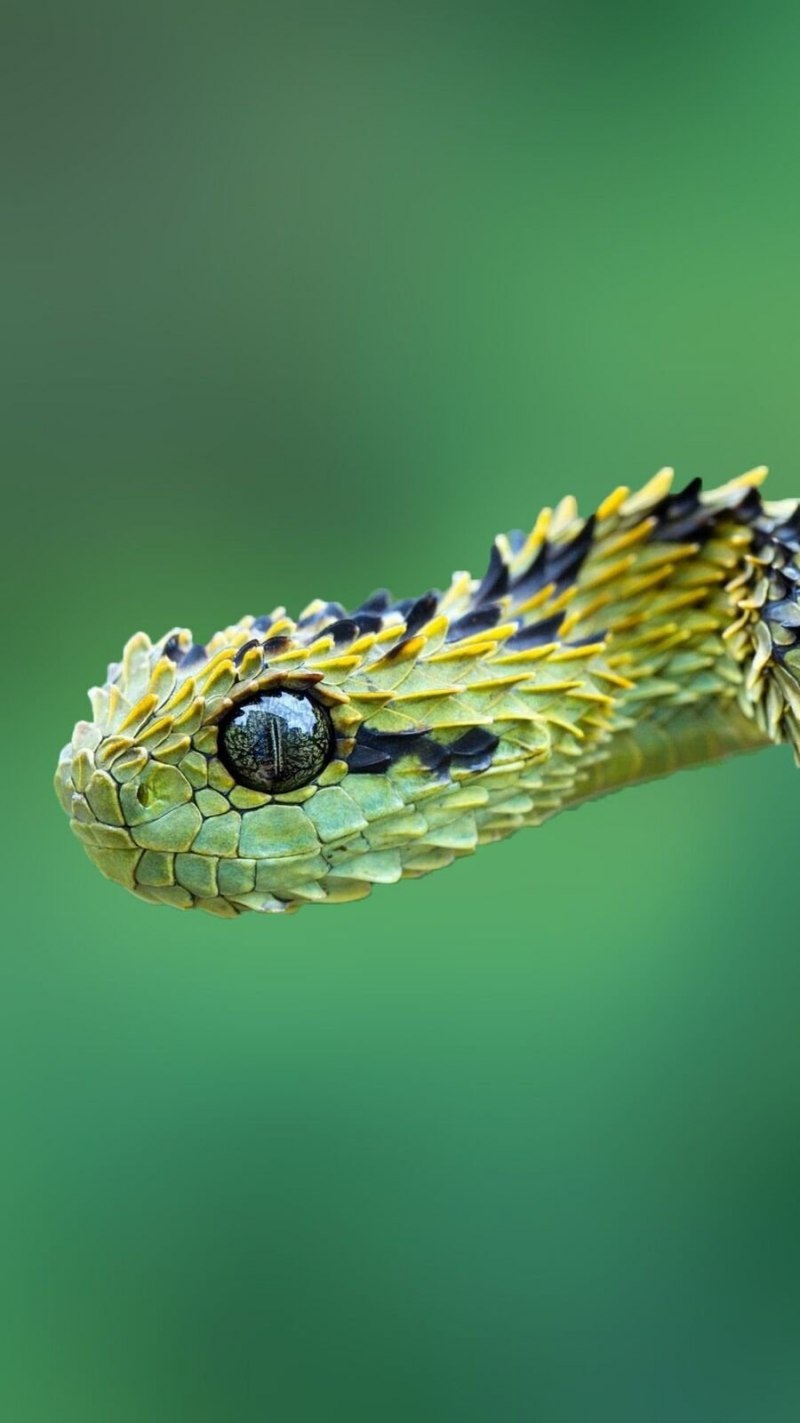 Шершавая древесная гадюка (Atheris squamigera)