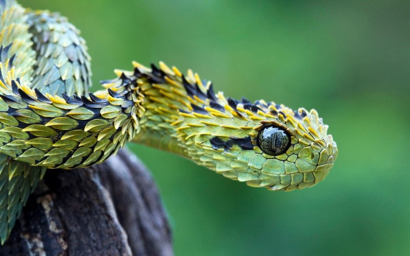 Кустарниковая гадюка (Atheris