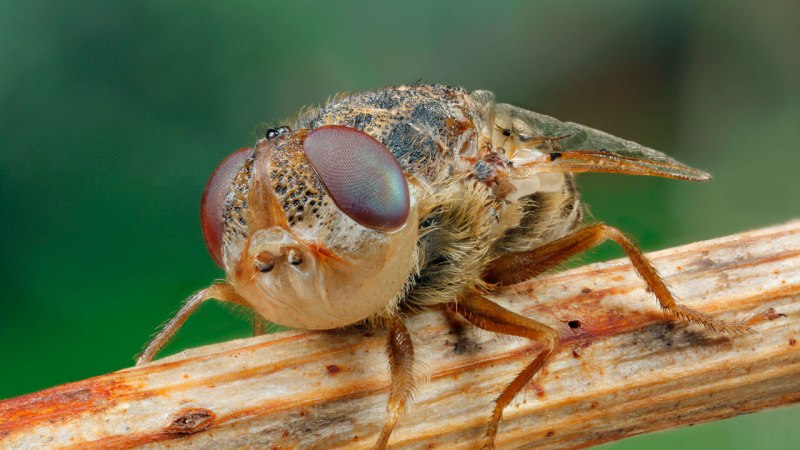 Овод Oestridae