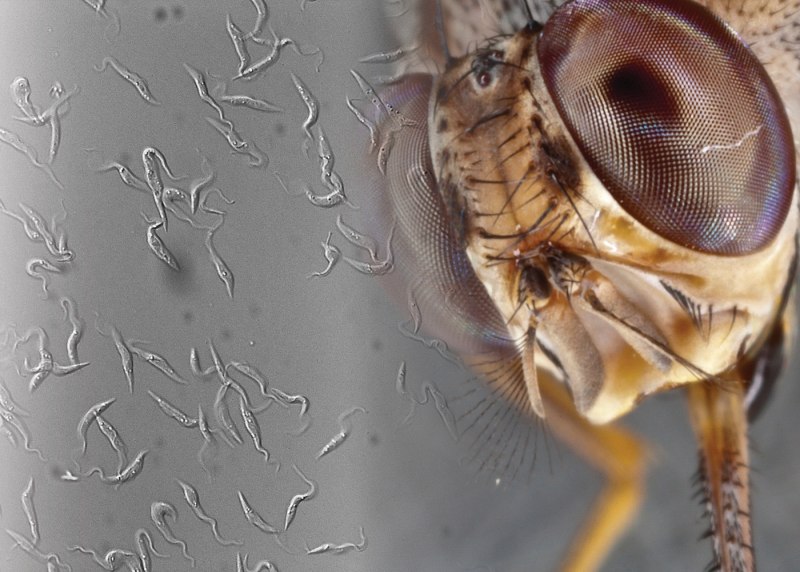 Gasterophilus Nasalis.