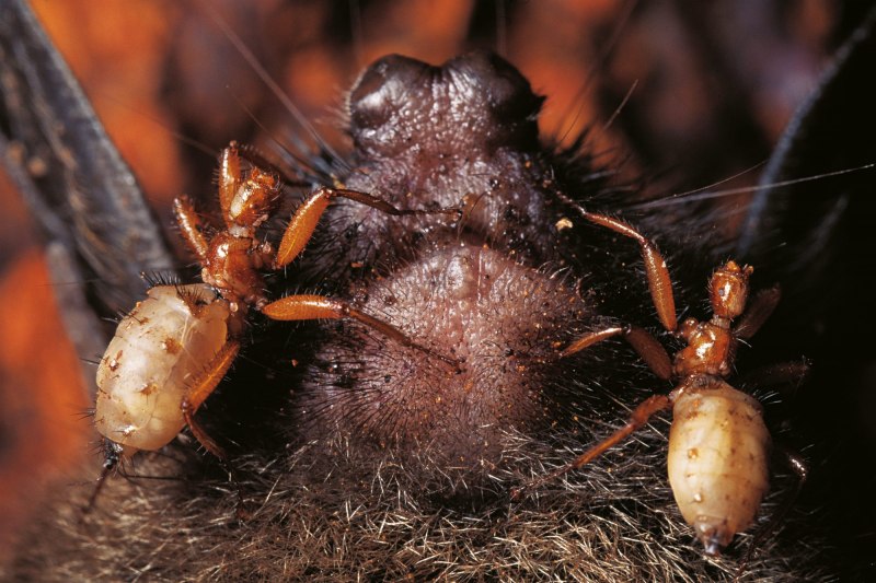 Грибок Entomophthora muscae