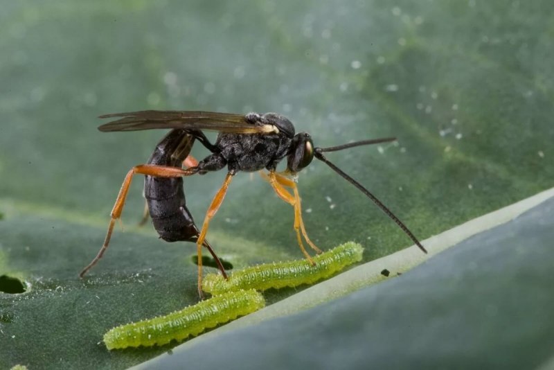Птичья бескрылая кровососка (Crataerina pallida)