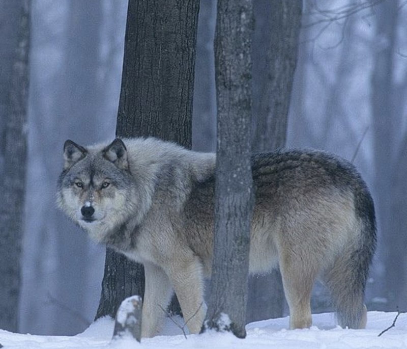 Волк самец (63 фото)