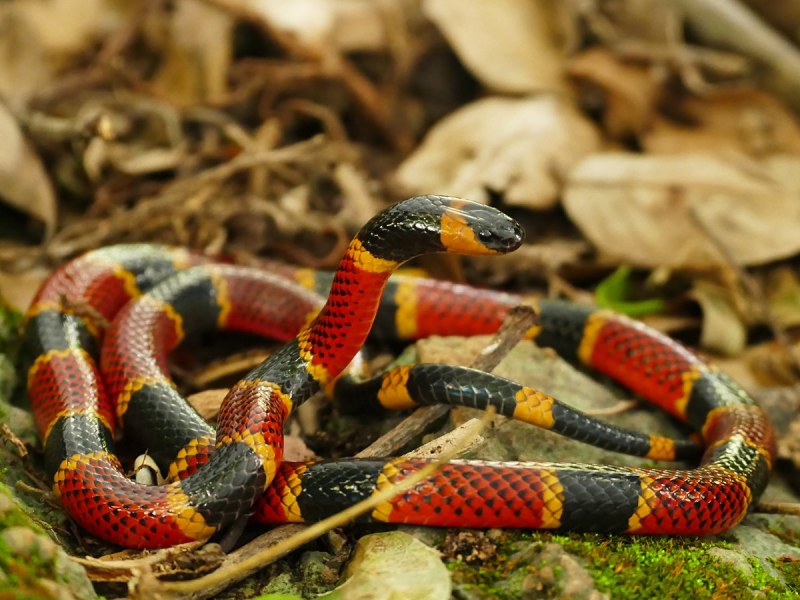 Арлекиновый Аспид (Micrurus Fulvius)