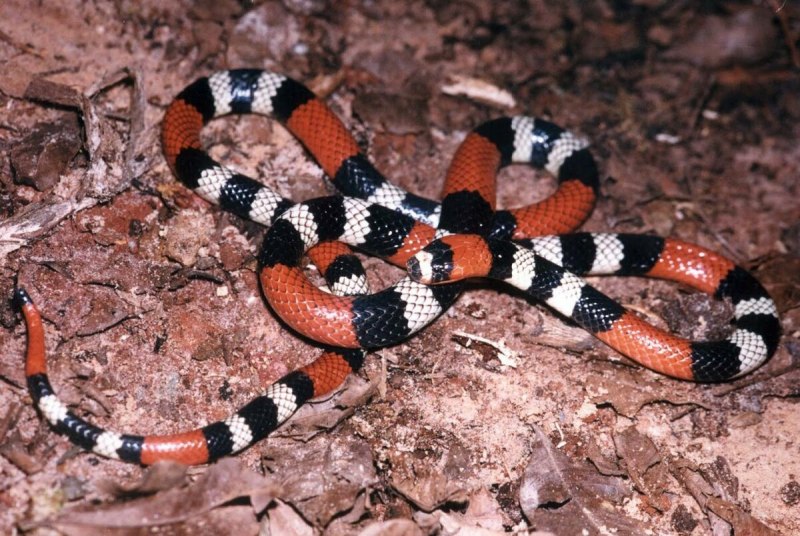 Поперечнополосатая Королевская змея Lampropeltis Triangulum