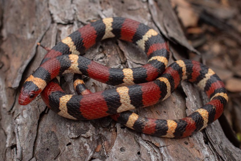 Арлекиновый Аспид (Micrurus Fulvius)