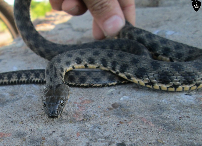 Водяной уж (Natrix tessellata)